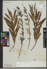 Foto von Salix purpurea L. x Salix viminalis L.